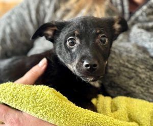 Jonnie a Romanian rescue puppy on a green towel | 1 Dog At A Time Rescue UK