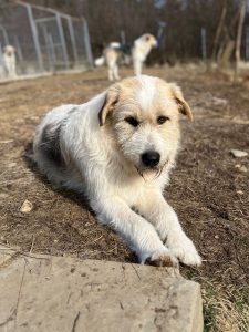 Hershey a white dark grey and brown Romanian rescue dog lying down | 1 Dog At A Time Rescue